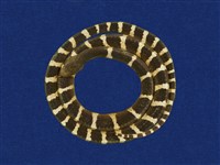 藏品(雨傘節)的圖片